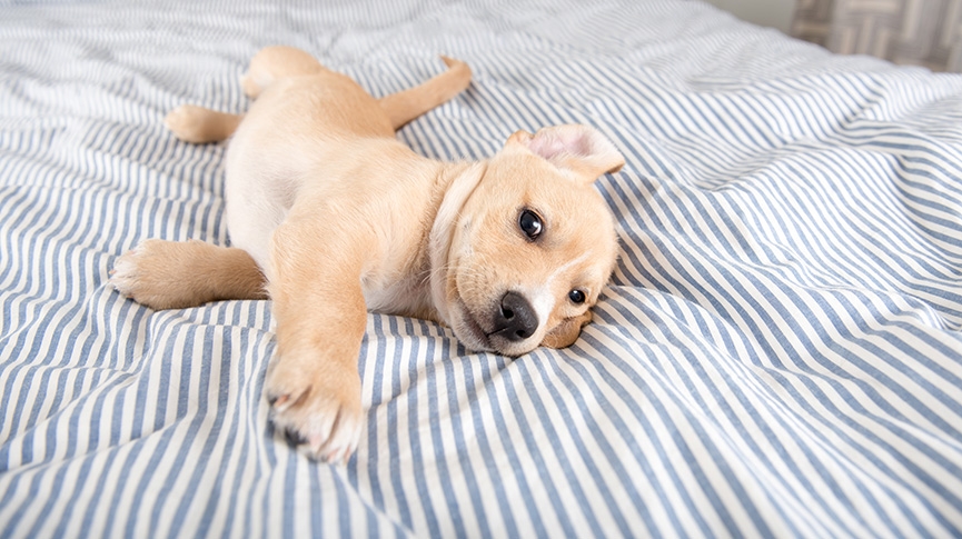 狗狗獨留在家變破壞狂-分離焦慮症成因及症狀-4個你也做到的訓練